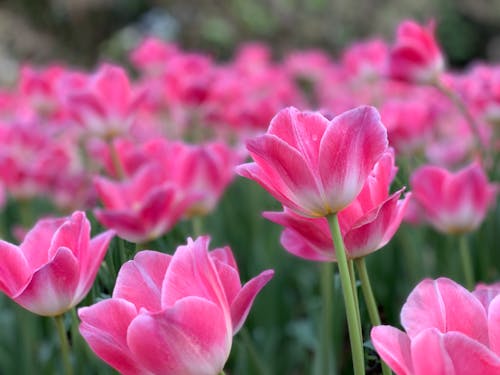 Free Garden Tulips in Tilt Shift Lens Stock Photo
