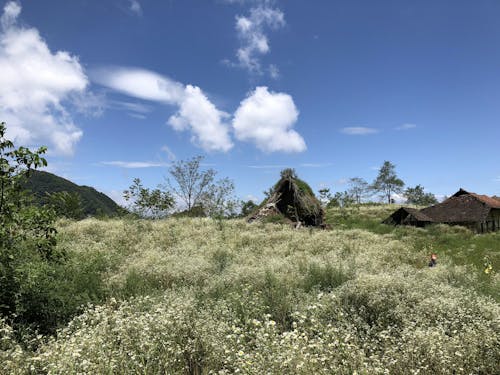 Rural Landscape Of Meadow With Flowers