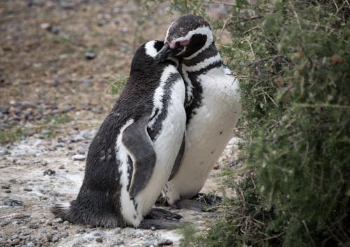 Penguins Standing Beside Green Plants