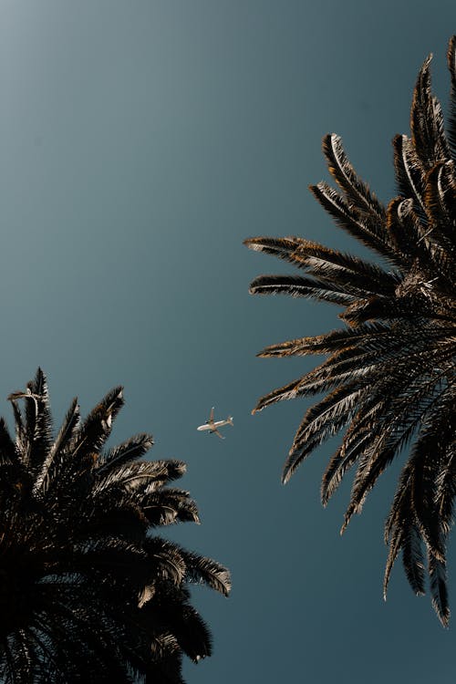 Low Angle Shot of Palm Trees and Airplane 