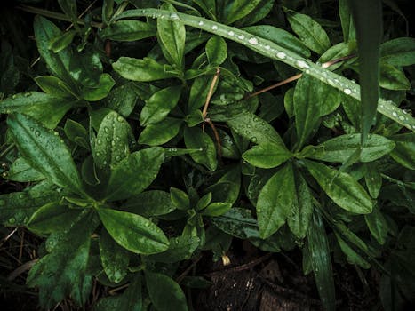 Close-up view of lush green leaves with water droplets, showcasing fresh foliage.