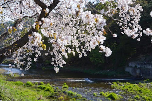 Cherry Blossom Near a River 