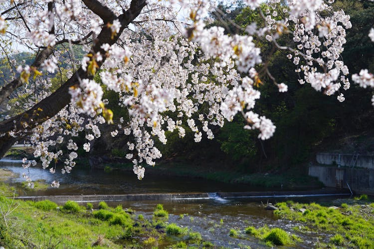 Cherry Blossom Near A River 