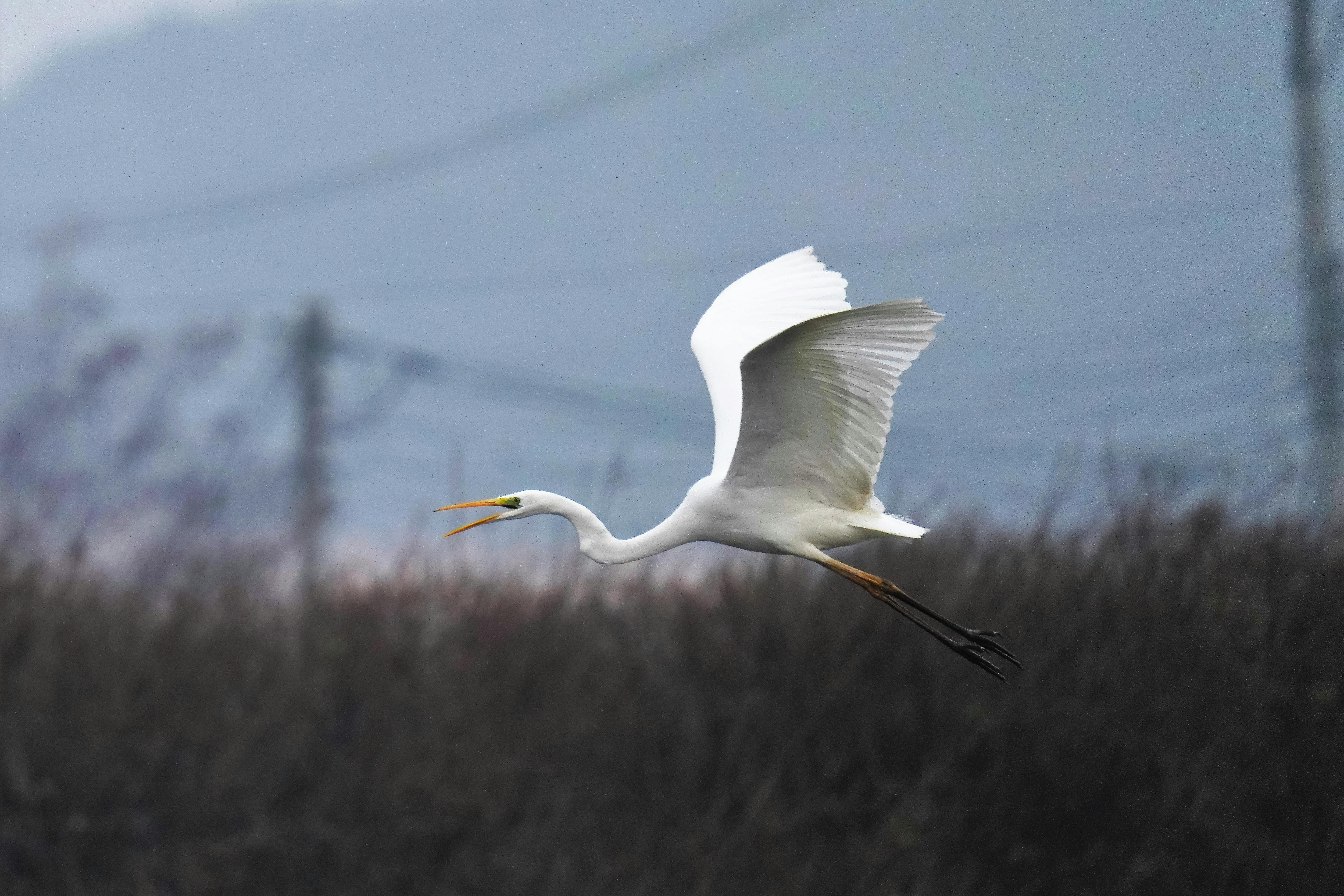 close up shot of a flying eastern great egret