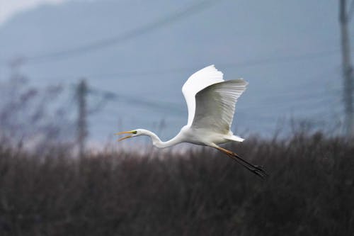 Close-Up Shot of a Flying Eastern Great Egret