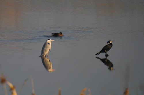 Wild Birds on the Lake