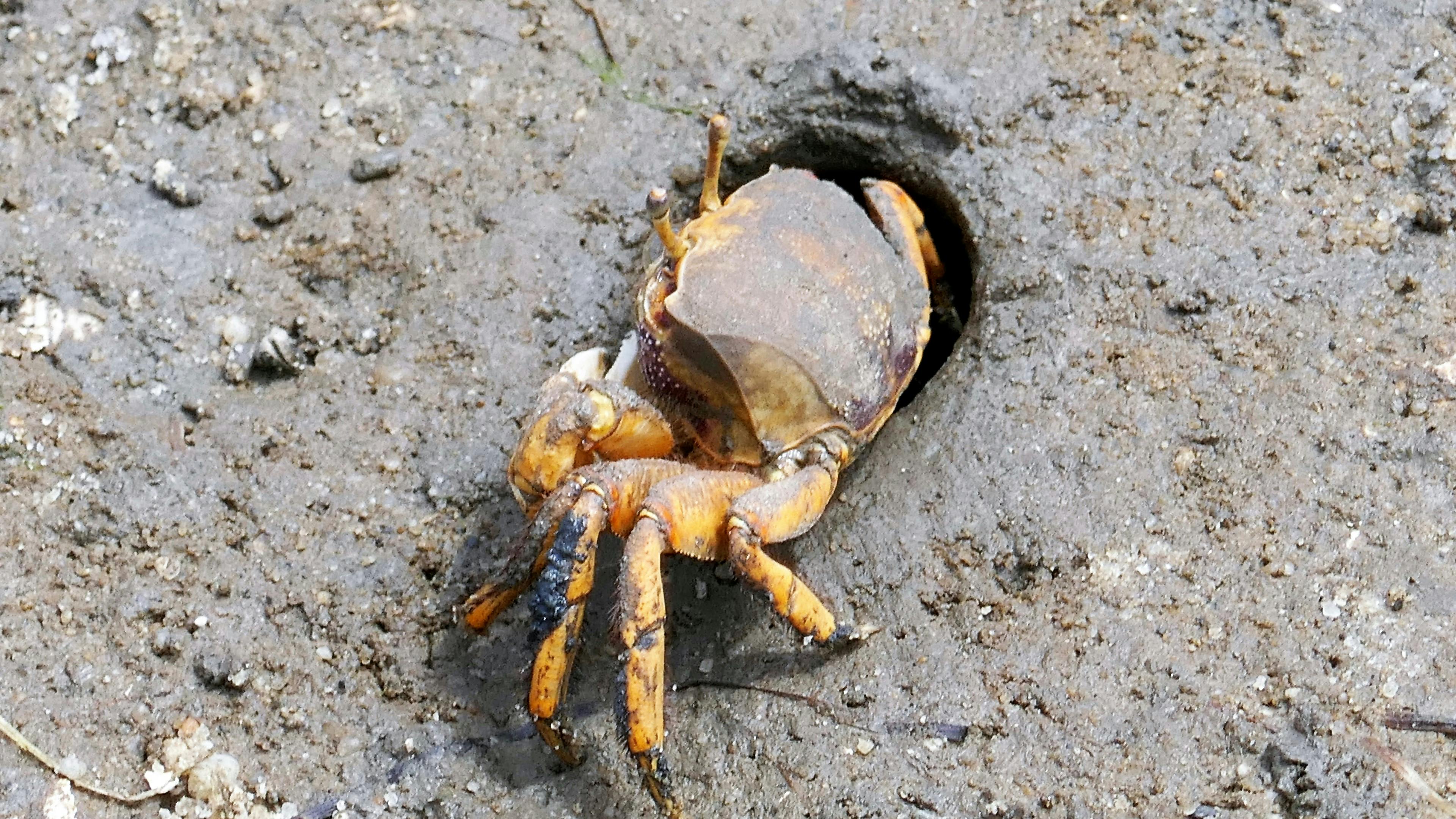 Free stock photo of alert, crab, going in a hole