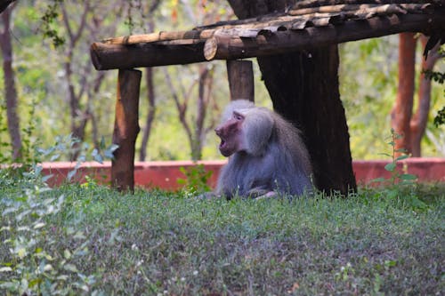 Δωρεάν στοκ φωτογραφιών με ζώα, ζωολογικός κήπος, μαϊμού Φωτογραφία από στοκ φωτογραφιών