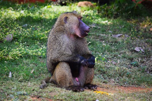 Δωρεάν στοκ φωτογραφιών με ζώα, ζωολογικός κήπος, μαϊμούδες Φωτογραφία από στοκ φωτογραφιών