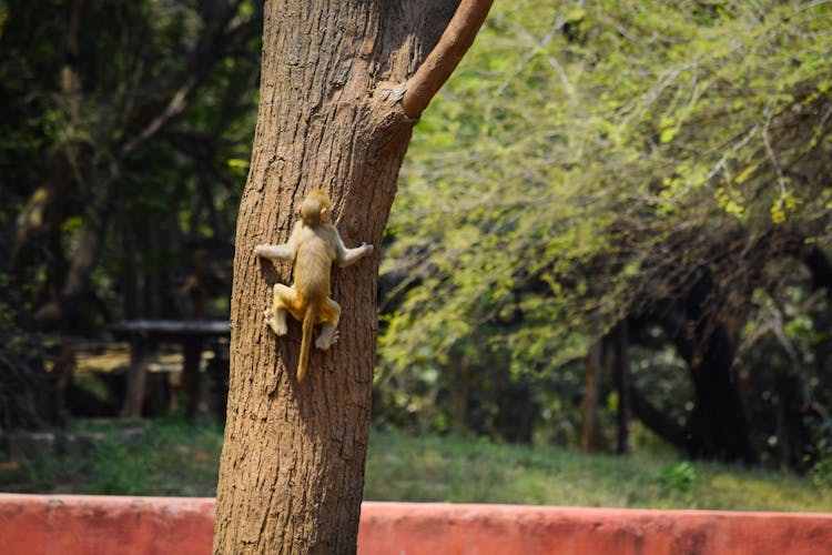 Monkey Climbing On Tree Trunk 