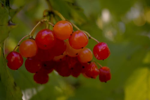 Бесплатное стоковое фото с Калина ягода