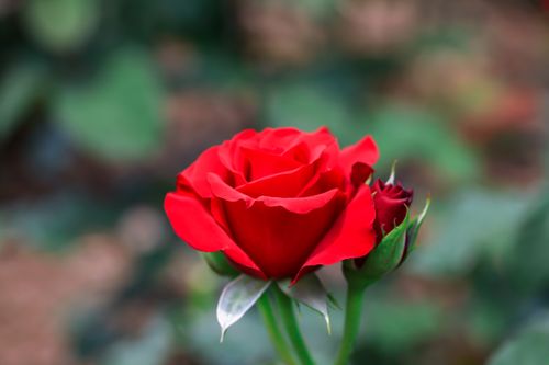 Free A stunning close-up of a vibrant red rose in full bloom, highlighted against a blurred background. Stock Photo