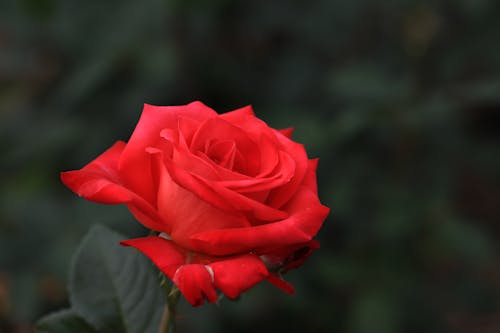Free Close-Up Shot of a Red Rose Stock Photo