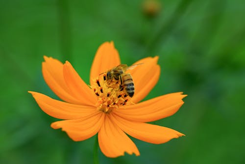 Free Close-Up Shot of a Honey Bee on Blooming Yellow Flower
 Stock Photo