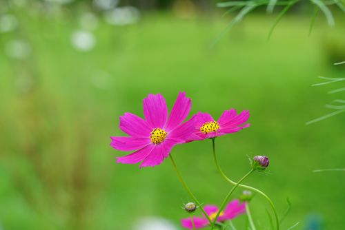 Free A colorful close-up of pink cosmos flowers with a blurred green background, showcasing natural beauty. Stock Photo