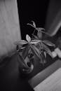 Plant Leaves in Black and White Photo