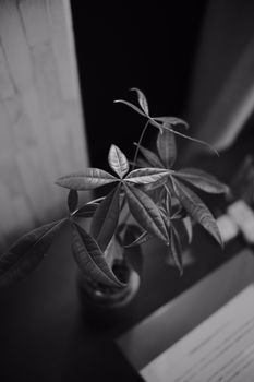 A monochrome image of a money plant in a pot, showcasing leaves and growth.