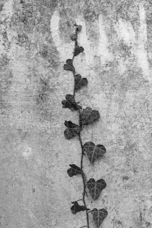 Free Black Leaves on Gray Concrete Floor Stock Photo