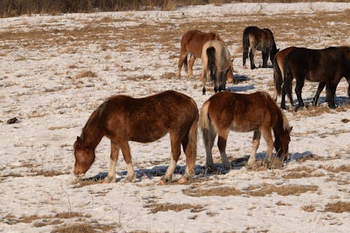 Gratis Fotos de stock gratuitas de animal, caballos, césped Foto de stock