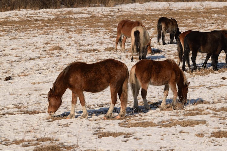 A Herd Of Horses Eating Grass