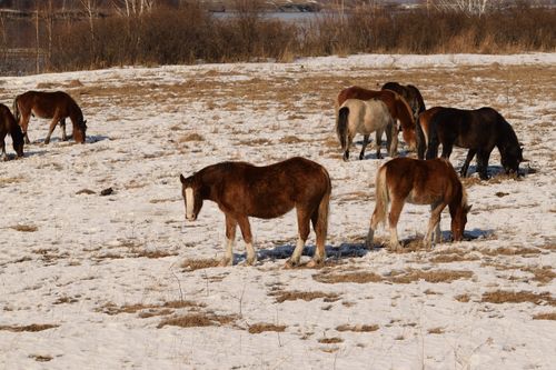 Free A group of horses grazing on a snowy field surrounded by winter vegetation and serene landscape. Stock Photo
