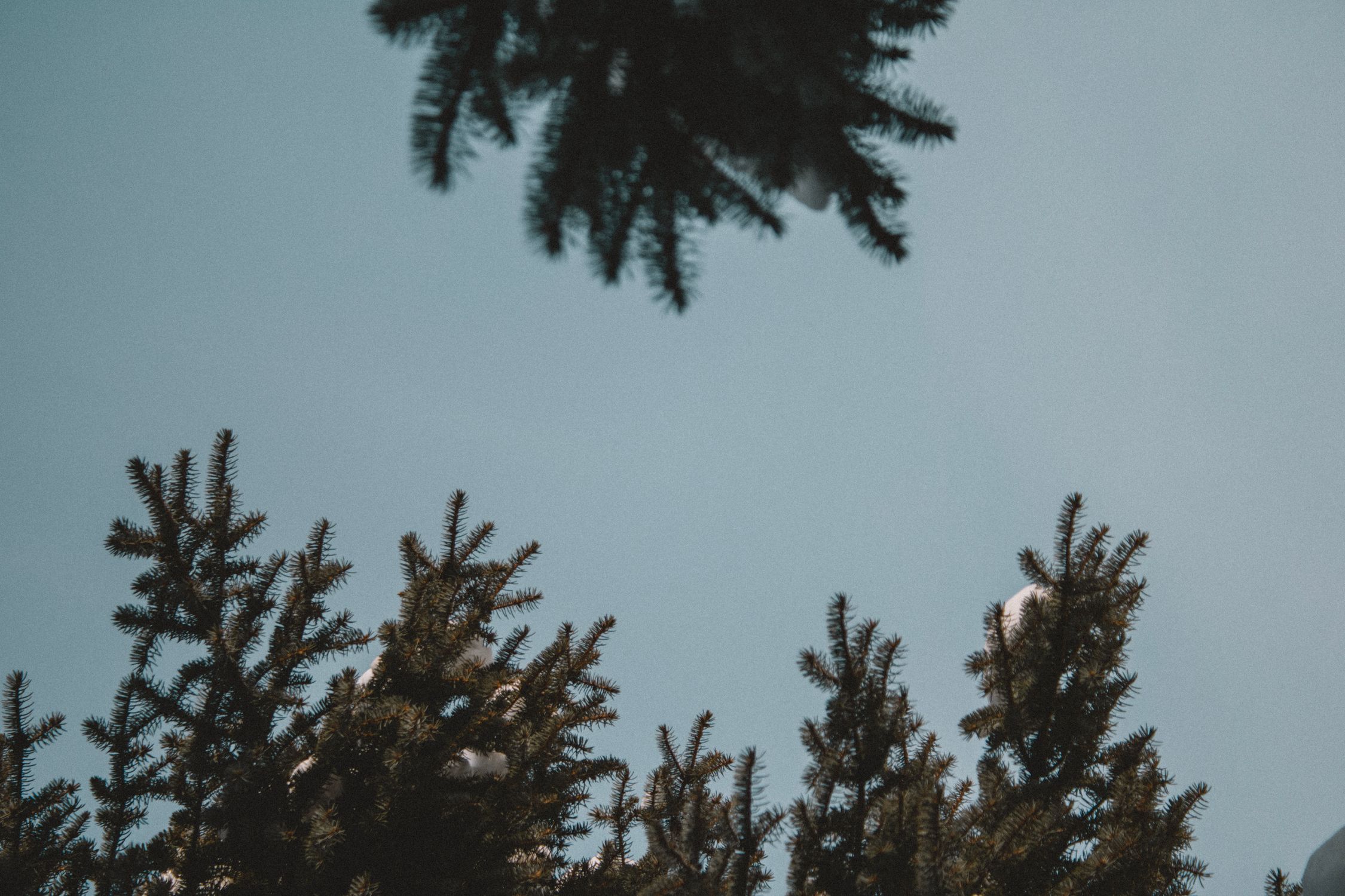 Low-Angle Shot of Pine Trees under Clear Blue Sky · Free Stock Photo