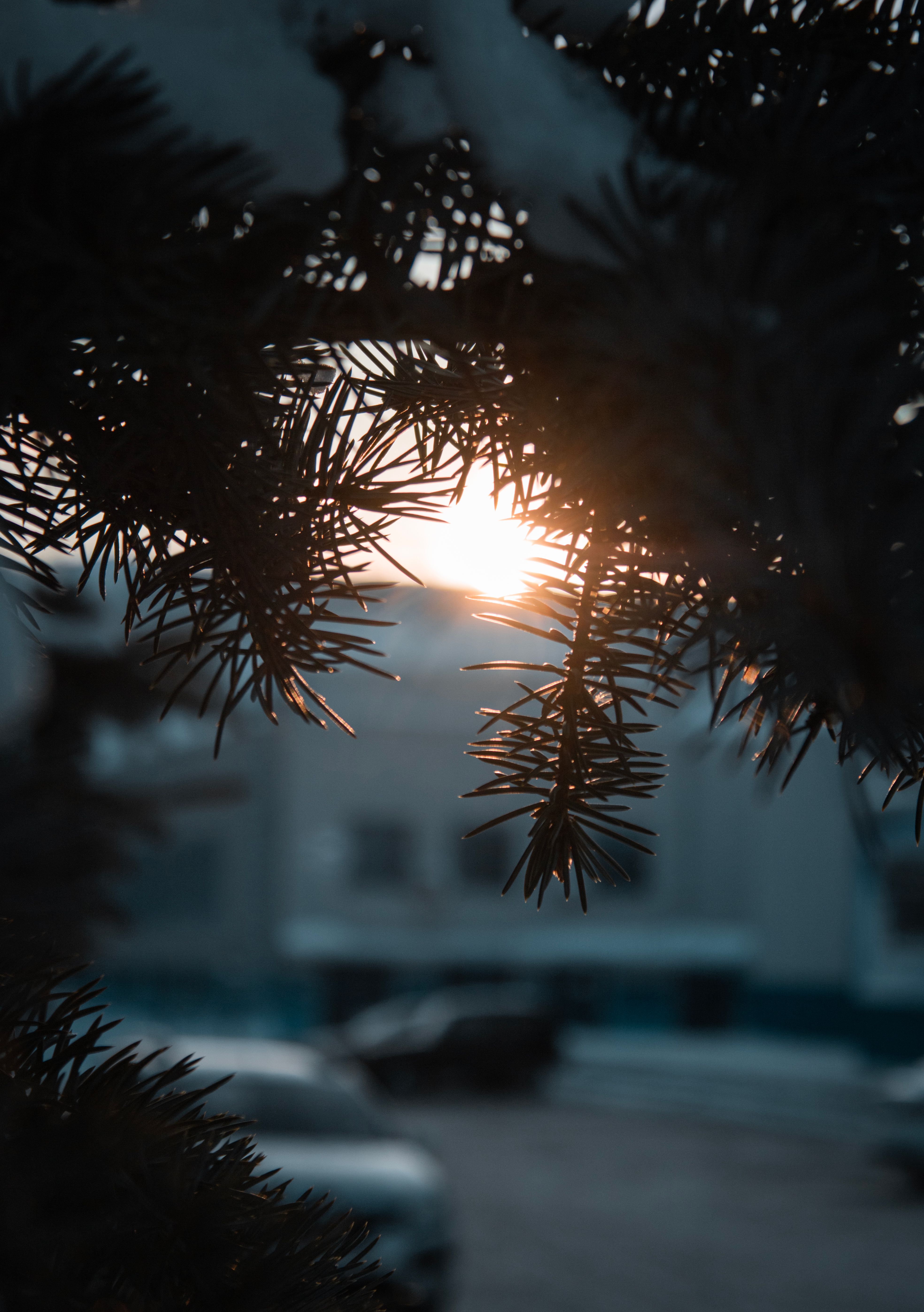 Coniferous Trees with Needle Leaves · Free Stock Photo