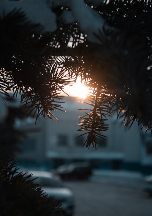 Fotobanka s bezplatnými fotkami na tému ihličnan, ihličnaté listy, podsvietený