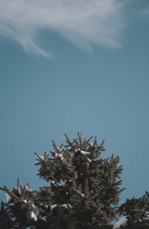 Low-Angle Shot of a Pine Tree with Snow under Clear Blue Sky