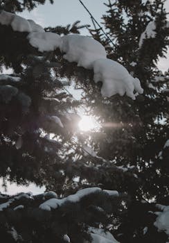 Low-angle view of snow-laden pine trees with sunlight peeking through, symbolizing winter's beauty.