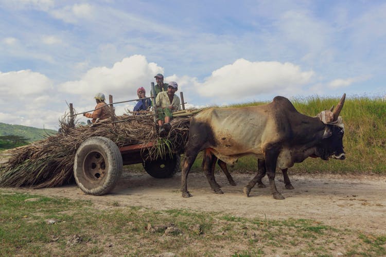 Photo Of An Ox Pulling A Wagon