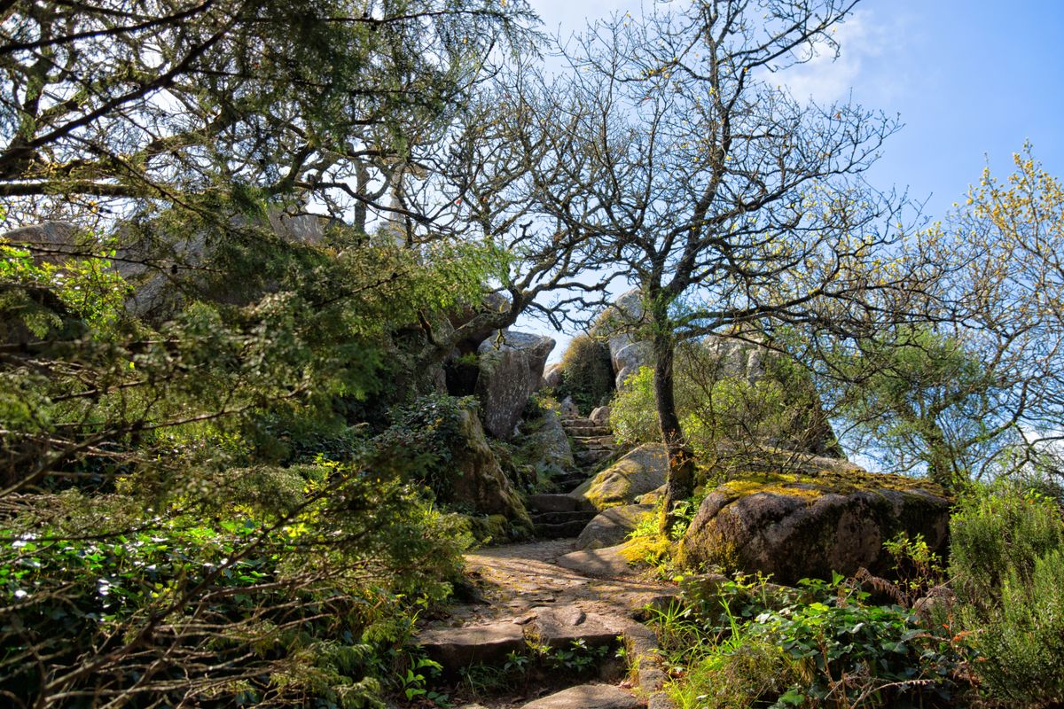 A stone staircase between trees