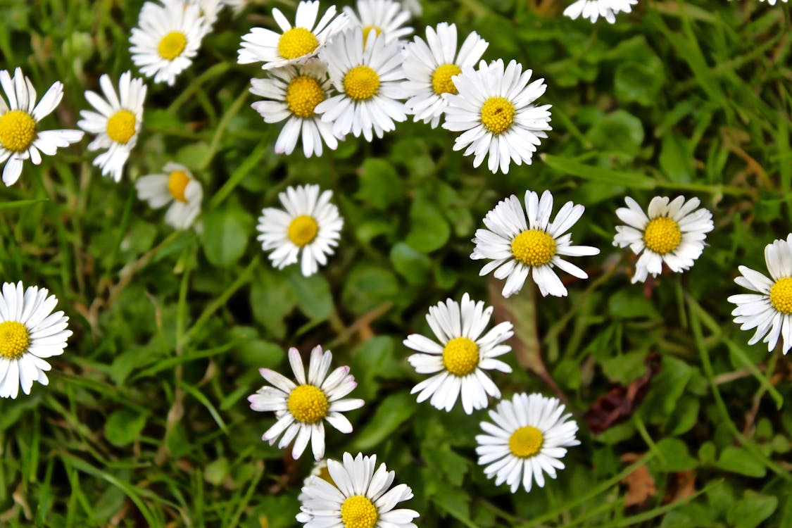 デイジー ホワイトデイジー 花の無料の写真素材