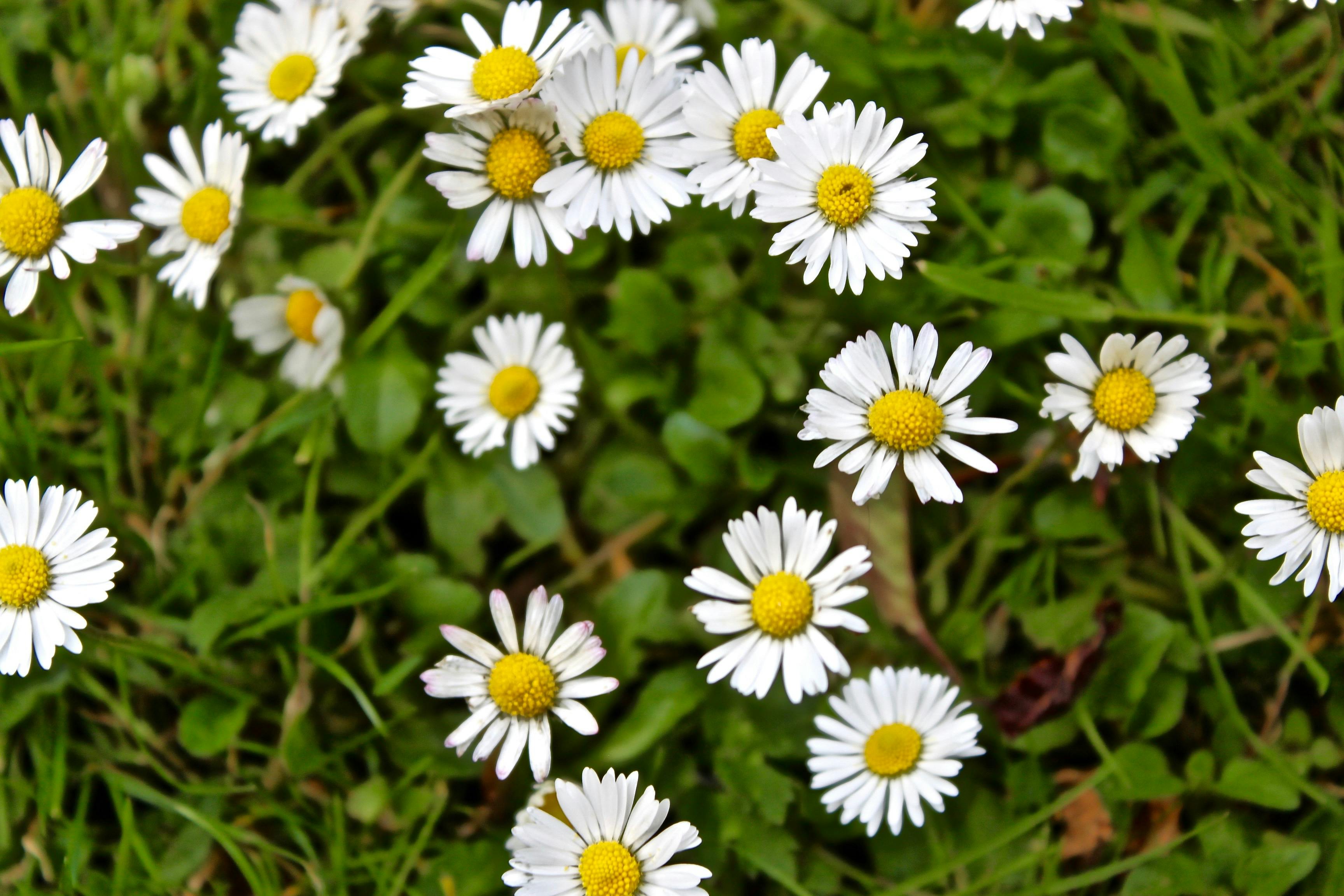 Foto Stok Gratis Tentang Bunga Bunga Aster Daisy Putih