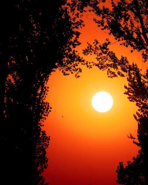 Gratis lagerfoto af gylden time, morgengry, silhouet