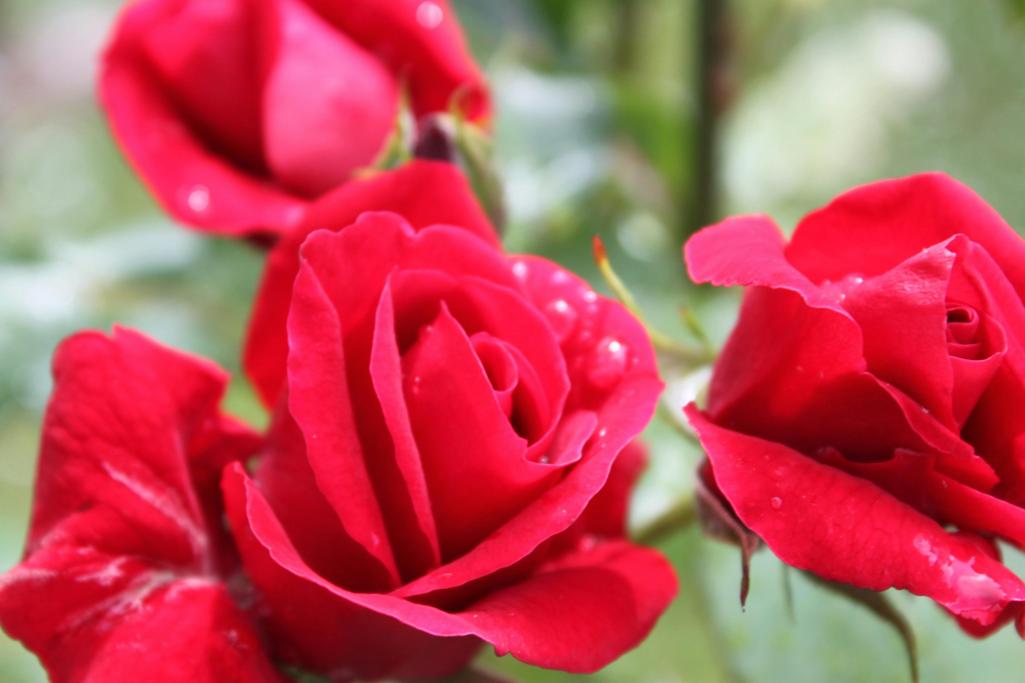 Difference Between Frozen Shoulder And Rotator Cuff Tear Difference