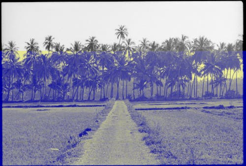 Foto profissional grátis de campo agrícola, coqueiros, estrada de terra