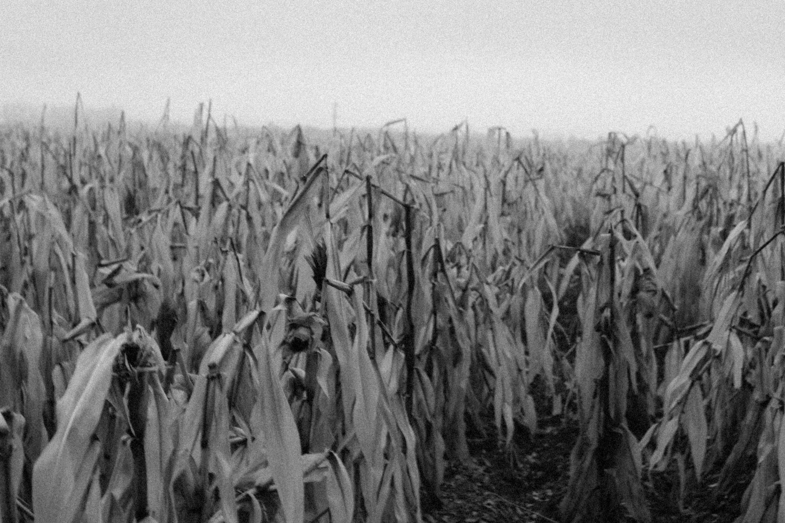 corn field black and white