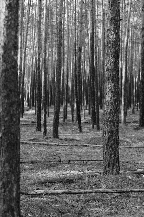 Grayscale Photo of Trees in Forest