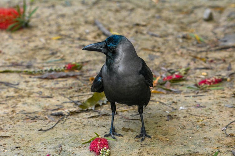 Macro Shot Of A House Crow