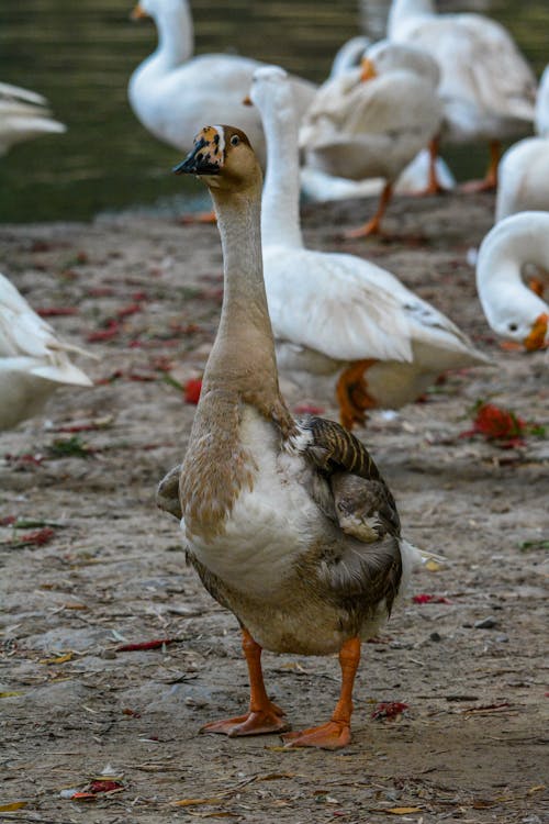 Photo of a Brown Goose