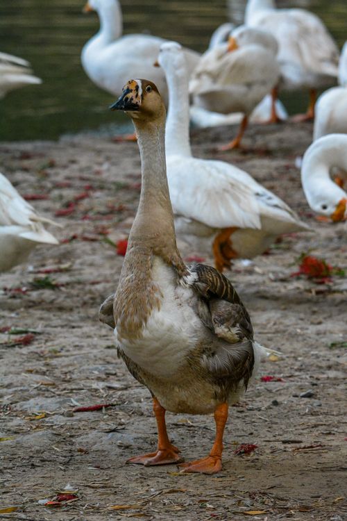 Free A prominent brown goose standing among a group of white waterfowl on a lakeshore. Stock Photo
