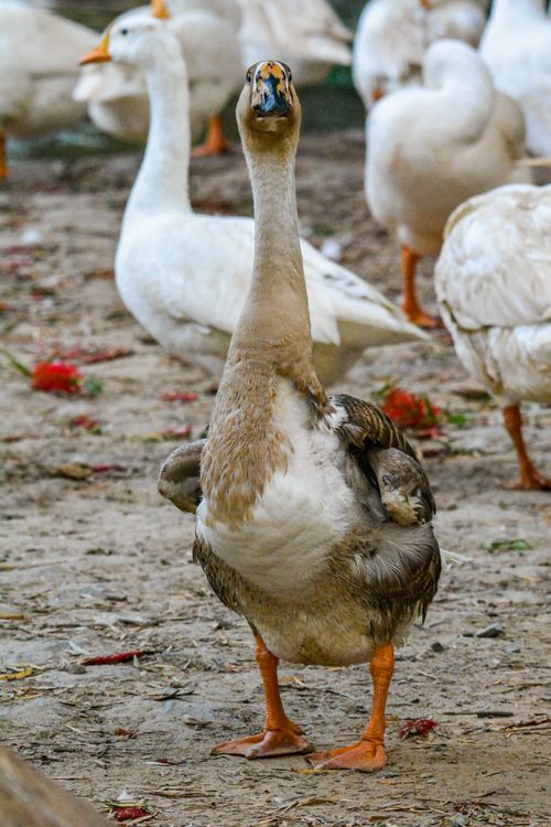 Free A curious goose stands on a farm surrounded by a flock, showcasing its distinctive features. Stock Photo