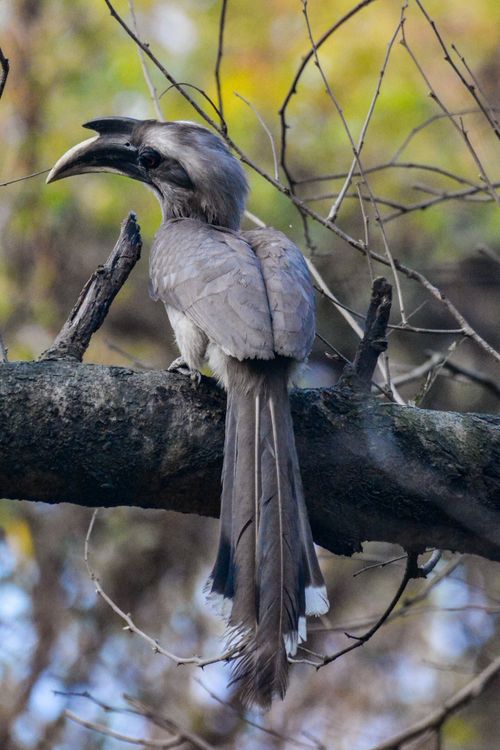 Free A beautiful Indian grey hornbill perched on a tree branch in a natural setting. Stock Photo