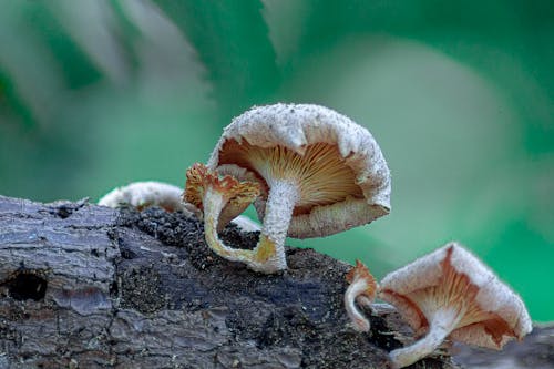 kapatmak, lentinus squarrosulus, mantar içeren Ücretsiz stok fotoğraf