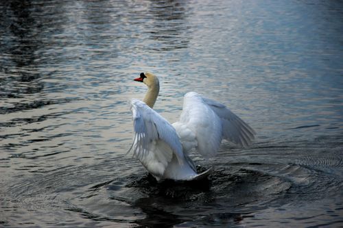 Free A graceful mute swan (Cygnus olor) stretches its wings on a serene body of water. Stock Photo