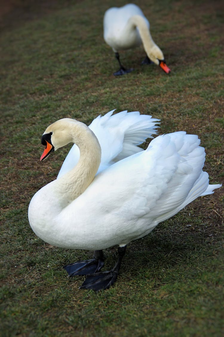 Mute Swans On Grass