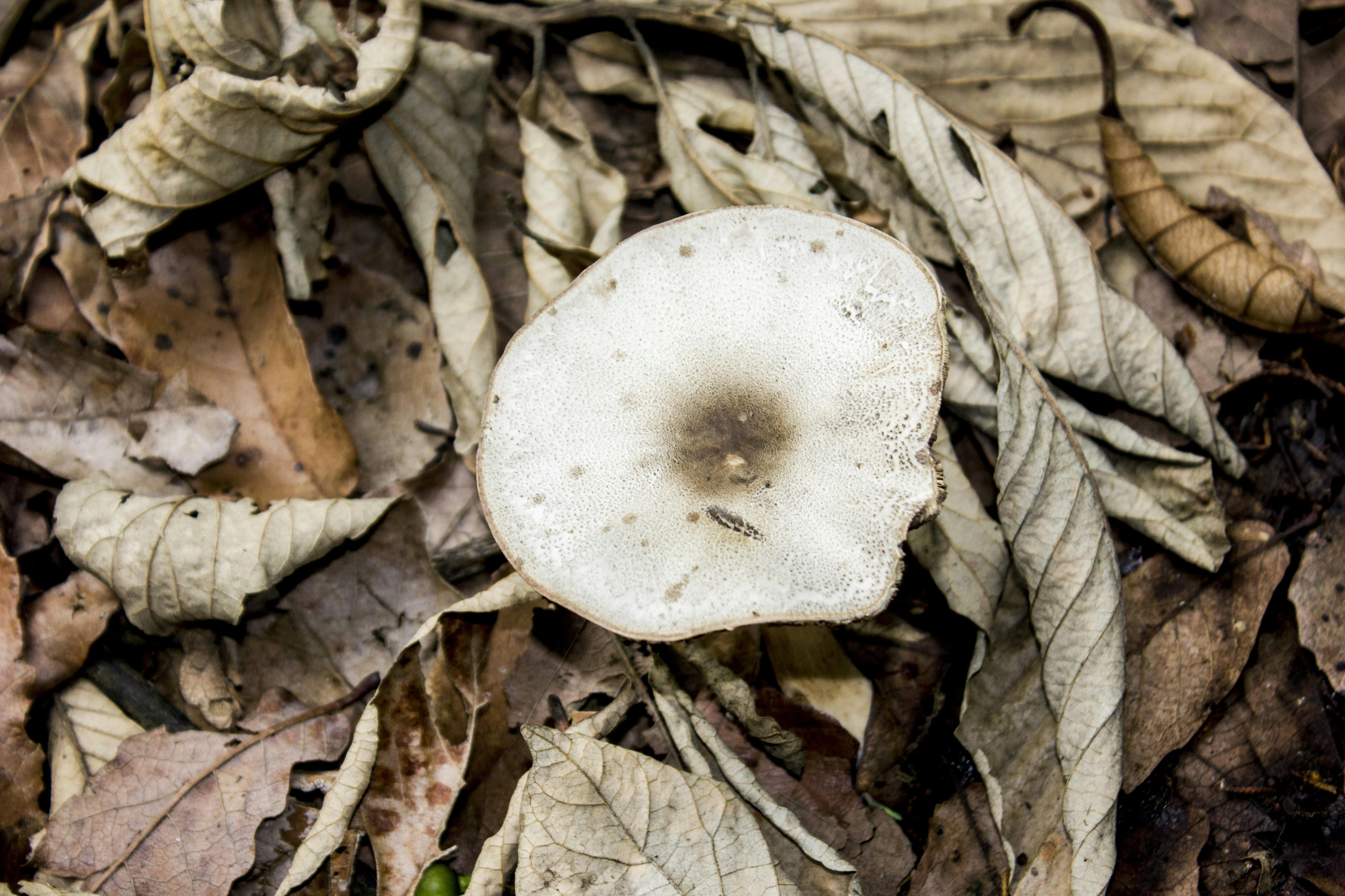 Kostenloses Foto zum Thema: natur, pilz