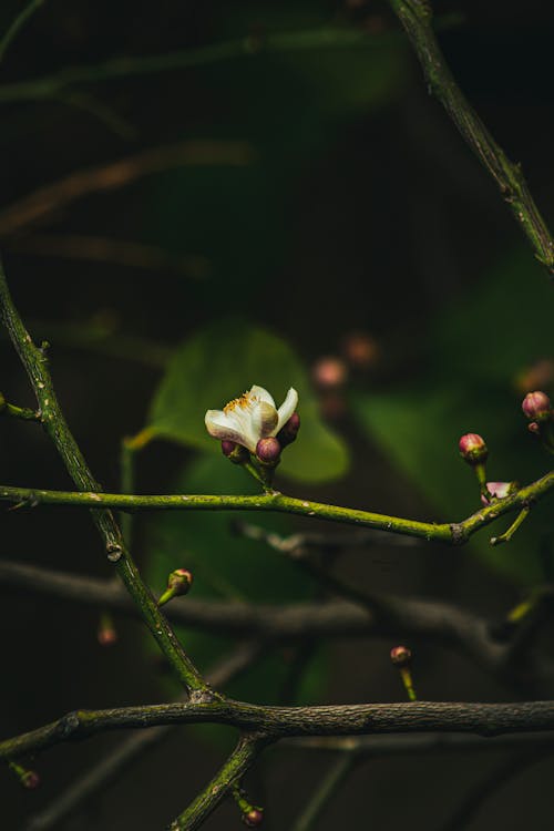 Immagine gratuita di avvicinamento, crescita, fiore bianco