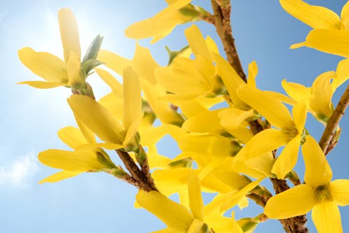 Free Gratis arkivbilde med blå, blomster, blomstrer Stock Photo